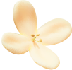꽃